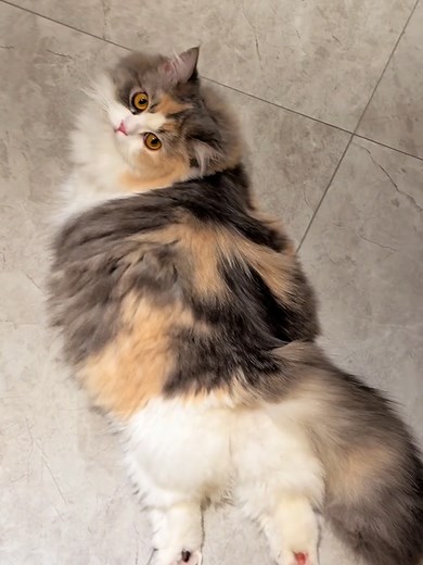 Cute Cat Moments: Funny & Adorable Cat Clips