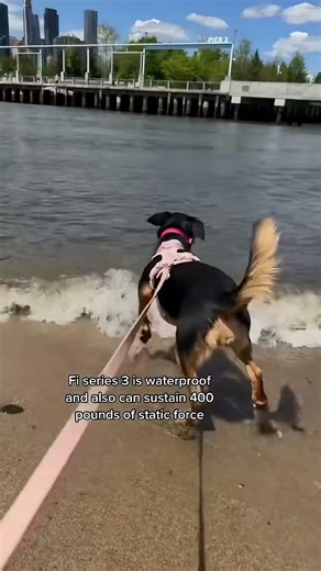 Smart Pet Tracking Collar: Easy Management