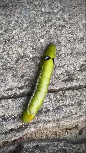 This Alien Caterpillar Has Realistic Eyes 👀😅🤌 Creepy 🤣 #nature #food #animal #funny #wildlife
