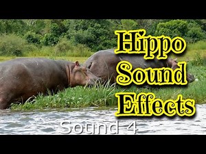 Hippopotamus Sound Effects