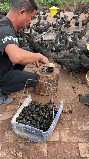 The process of feeding river snails to ducks