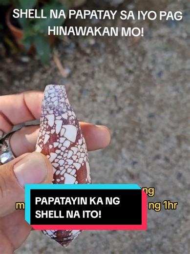 Dangerous Cone Shells: A Beach Safety Warning