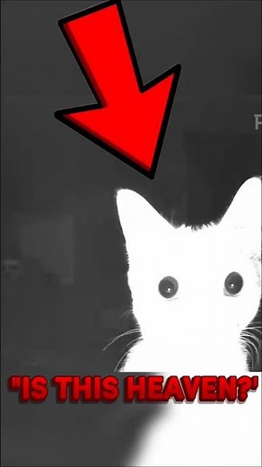 Never play flashlight with your cat 😂🐾 #cat #pets