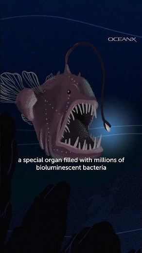 Love life of an anglerfish