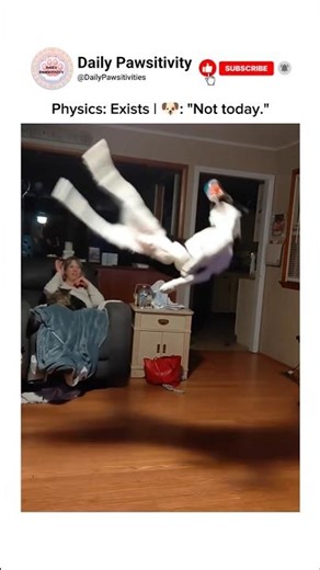 The most dramatic ball catch you'll see today. 🐶😂 #dog #dogs