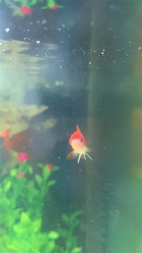 Goldfish Survival Test: Understanding Fish Compatibility