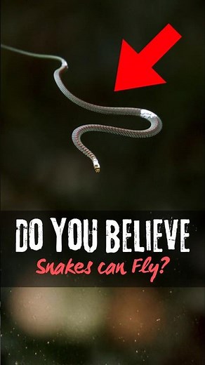 Top 3 Weirdest Snakes You Won’t Believe Exist