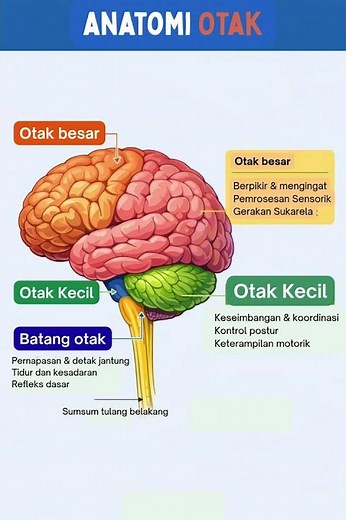Bagian - Bagian Otak manusia dan Fungsinya! #bagian #otakmanusia #anatomimanusia #fungsi #biologi