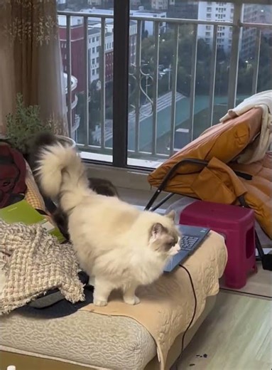 Cats accidentally break laptop while playing in Guangxi, China