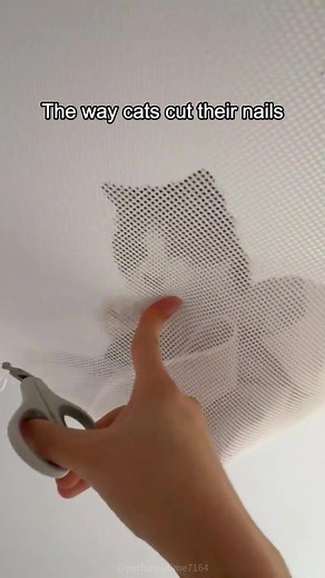 How to Safely Trim Your Cat's Nails at Home
