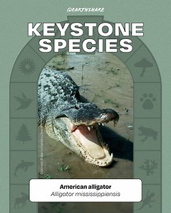 American alligators may look intimidating, but they’re gentle ecosystem engineers too. By digging burrows to protect their eggs, gators create freshwater pockets that become vital refuges for birds, fish, and countless other species. Watch the video and learn more from EarthShare Nonprofit partner National Wildlife Federation: nwf.org/Educational-Resources/Wildlife-Guide/Reptiles/American-Alligator | EarthShare