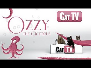 CAT TV | CAT Games | Ozzy the Octopus