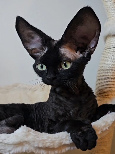 Discover the Adorable Devon Rex Kittens and Cats