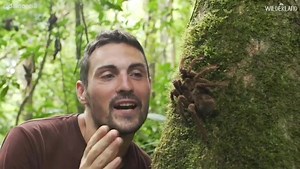 Meet the Goliath bird-eating spider!! 🕷️ These awesome critters are huge - weighing up to 6 ounces with a leg span of almost a foot! 🕷️ Birdeaters, despite their name, eat predominantly insects but also catch frogs and even rodents to drag down into their burrows. 🕷️ Having no chewing mouthparts, they must inject powerful enzymes to liquify their prey and then suck the juices from within. 🕷️ The sucking actually comes from a muscular mechanism surrounding the stomach that creates an internal