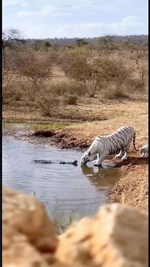 Alligator sneak attacks white tiger and becomes his bed snuggle