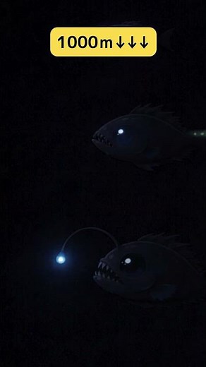 暗い海の中…深海魚は何を見ている? #深海魚 #海の生き物 #雑学 #生物 #学べる