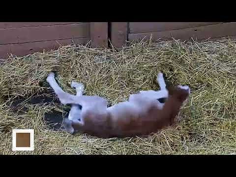 Mommy And Me | Horse Gives Birth To Foal