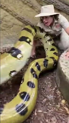 Giant Python Attacks Zoo Worker After Sudden Slip!