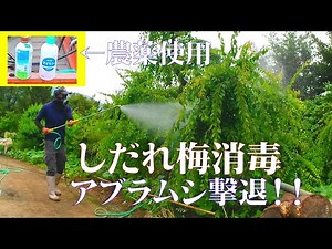 【消毒作業】しだれ梅消毒 農作業動画 スミチオン アブラムシ 樹木