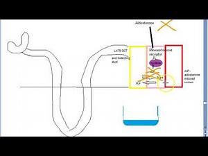 Pharmacology 652 a Potassium Sparing DiUretic Spironolactone Aldosterone antagonist Eplerenone