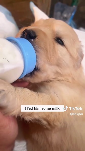 Mother Dog's Rescue: A Heartwarming Puppy Adoption Story