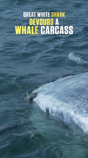 330K views · 1.8K reactions | A feast fit for a great white! 襤麗#SharkWeek continues all week on Discovery starting at 8p! | Shark Week | Facebook