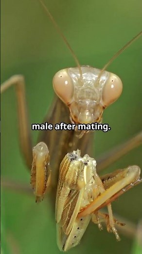 10 Mantis Facts You Didn't Know!