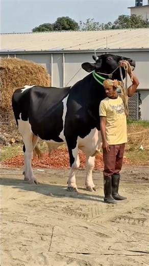 Gigantic Holstein Friesian bull showdown 🐂 69” height, 920 kg power on display