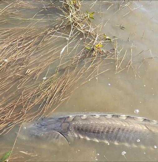 Beautiful patterning on this White Sturgeon (Acipenser transmontanus) #pnwfishing #pnw #pnwlife #animalsofinstagram #fish #fishing #fishinglife | The Ginger Snake Man