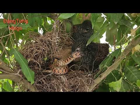 Our camera accidentally captured the scene of a bird of prey battling a golden rat snake.28