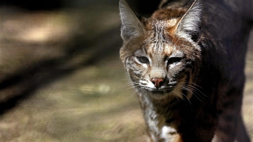 Ohio Division of Wildlife considers legalizing bobcat trapping