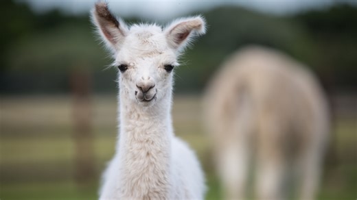 Baby Alpaca's Trip to Starbucks for a Pup Cup Is Just Too Cute
