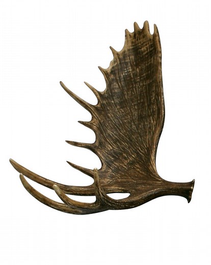 Moose Faux Antler | Cast Horn Designs