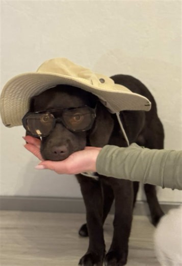 Adorable POV: Life with a Chocolate Labrador
