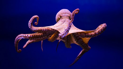 Why motherhood sends octopuses into death spiral