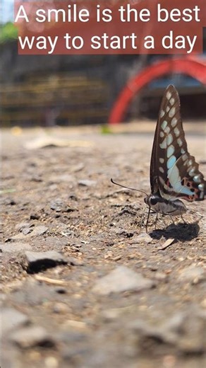 2026 beautiful butterfly 😍😍 sky blue or black colour butterfly