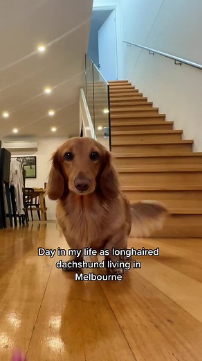 A Day in the Life of Tofu: Long-Haired Dachshund in Melbourne
