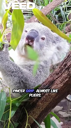 Koalas Hold On With Just Two Claws 🐨🦶