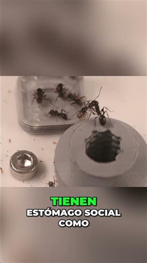 Messor barbarus: The Ant and its Incredible Seed Bread #shorts