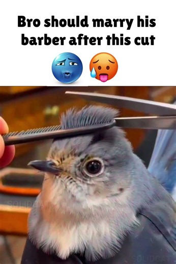 #memeanimation
