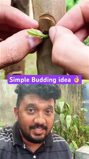 Simple Budding idea💡💫ഒരു ചെടി ബഡ്ഡ് ചെയ്യുന്ന സിംപിൾ ഐഡിയ 💫👌#budding #ytshorts