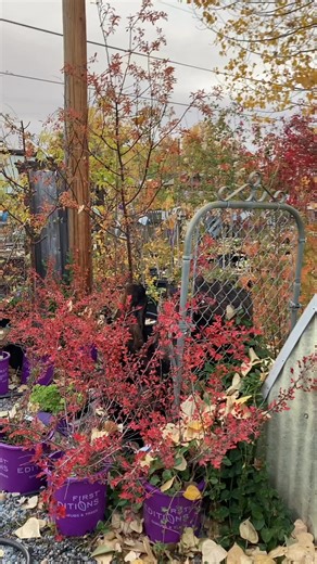33 reactions · 4 comments | How are your fall layers? Check your autumn landscape, there are so many foliage options to add dynamic color to this season. The nursery is open Saturday and Sunday 10a.m.-5p.m. | Big Valley Nursery | Facebook