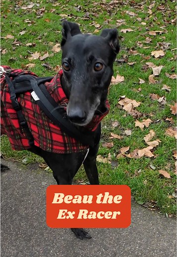 Meet Beau: The Friendly Ex-Racing Greyhound