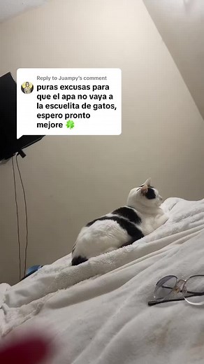 Asma en gatos: Causas y cuidados