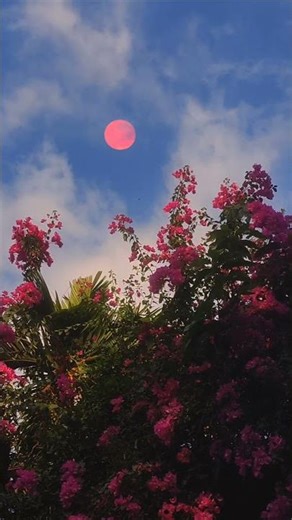 Beautiful Moon and Flower Views