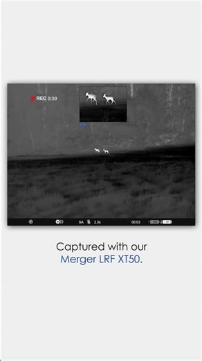 Merger LRF XT50 | Thermal Footage in Real Hunting Conditions