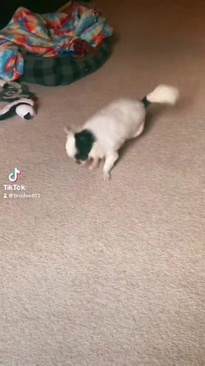 Brod the Chihuahua's Epic Moonwalk to Michael Jackson's Billy Jean