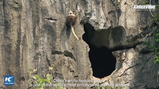 404K views · 3.1K reactions | Click the video and learn about the efforts to protect white-headed langur in south China xhtxs.cn/KW2 | China Xinhua News | Facebook