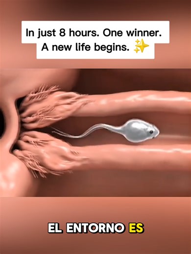 3D Medical Visualization for Anatomy Education