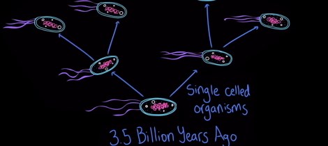 Evidence of evolution: anatomy